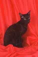 cat.jpg (2683 bytes)