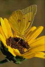 bab.jpg (4120 bytes)