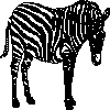 Zebrat.gif (1010 bytes)