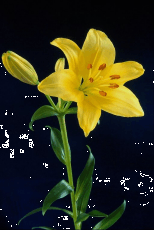 flow6.gif (26294 bytes)