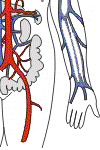 abdominal aorta