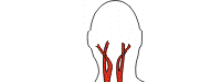 aortic arch branches
