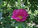 IMG_0620.jpg