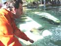 22. Feeding a Manta in the Park Sea World (the USA). 2006. 